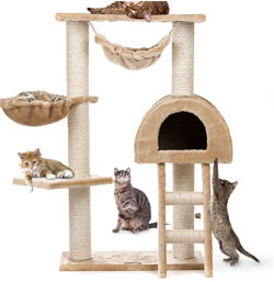 arbre a chat indispensable